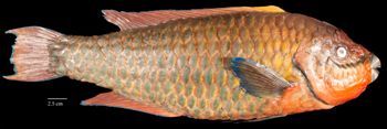Media type: image;   Ichthyology 29172 Aspect: lateral